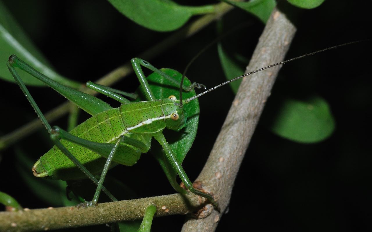 Poecilimon jonicus superbus